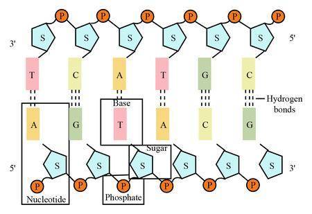 6. Draw a diagram of DNA containing 5 sets of nucleotide bases labeling the hydrogen bonds between t