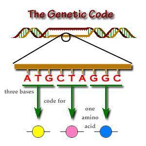 Why did geneticists believe, even before direct experimental evidence was obtained, that the genetic