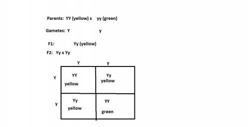 In pea plant the trait of yellow seeds (YY) is dominant over green seed (yy). Explain the inheritanc