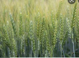 The membranes of winter wheat are able to remain fluid when it is extremely cold by .A) increasing t