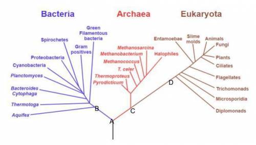 A tree of life depicting the hypothetical phylogeny of the three domains is shown above. At which le