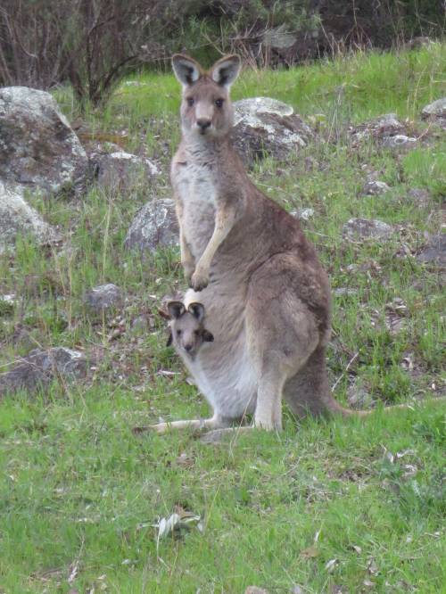 How are Marsupials like (kangaroos) different than cats and dogs in fetal development?