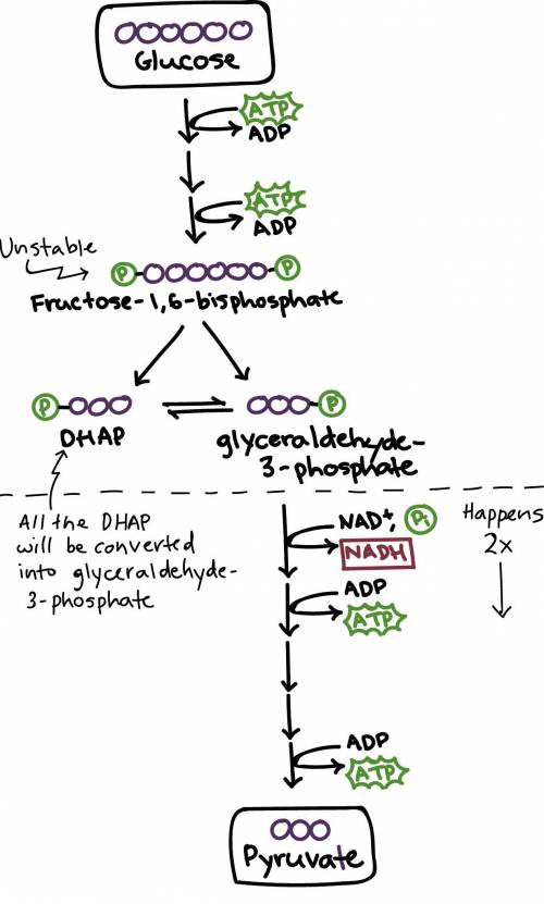 The end result of glycolysis is... A. ATP B. NAD C. Pyruvic acid D. None of these