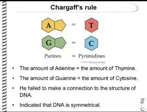 1. What are Chargaff's rules? 2. Identify the structure of the DNA molecule. 3. What are nucleotides