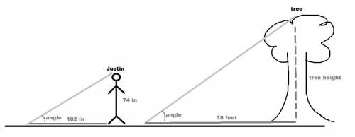 Justin is 74 inches tall and casts a shadow that is 102 inches long. At the same time, a tree casts