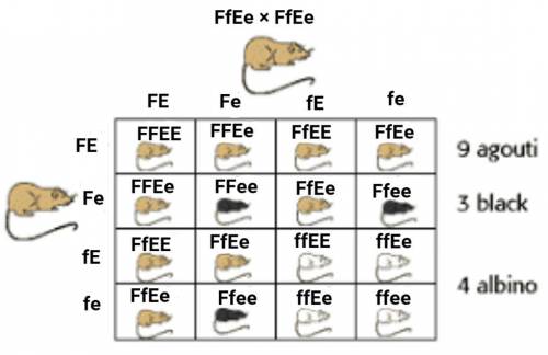 A Ff Ee mouse is bred to another Ff Ee mouse. What is the probability that an offspring mouse will b