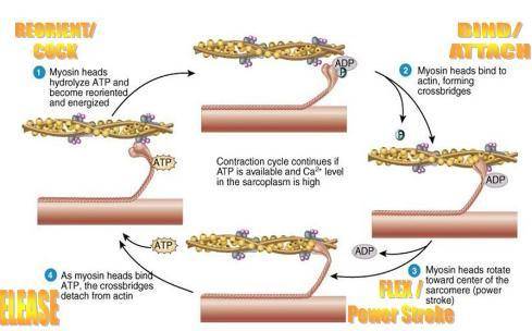 What is the correct order of events in the sliding filament theory of muscle contraction? 1. Myosin