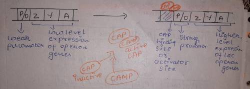 For this assignment you will complete an illustration(s) (by hand) of how the lac operon works. You