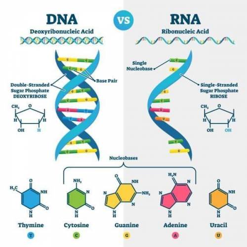 What is the difference between a ribonucleic acid and a deoxyribonucleic acid?