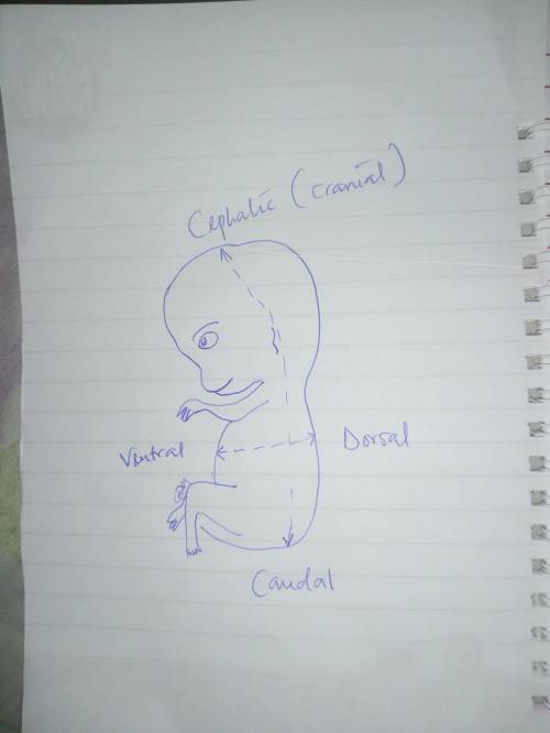 4. Quickly sketch an embryo then label and define anterior, dorsal, ventral and posterior. 5. How do