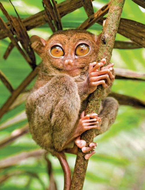 What is a tarsier? A) A primate B) A rodent C) A lizard D) A bird I will mark brainliest for best an