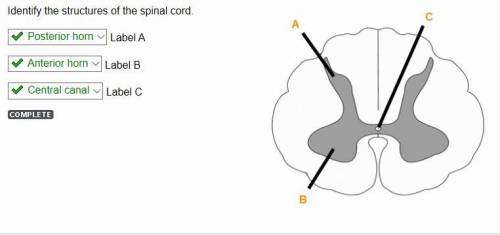 Identify the structures of the spinal cord.- Label ALabel BLabel C