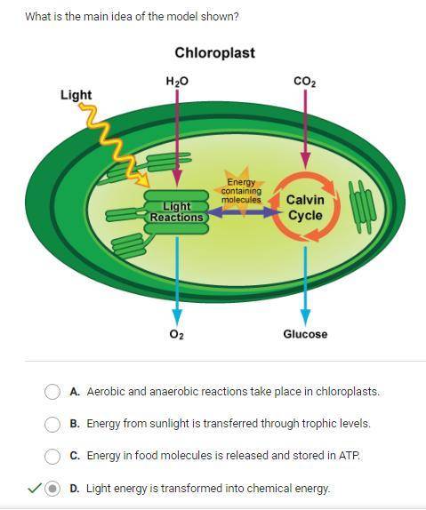 What is the main idea of the model shown? Chloroplast H20 CO2 Light Energy containing molecules Ligh