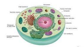 Name two organelle that have highly folded membranes. What is the advantage of the folds?