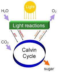Which processes occurs during the calvin cycle?