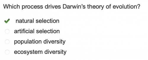 Which process drives Darwin’s theory of evolution? natural selection artificial selection population