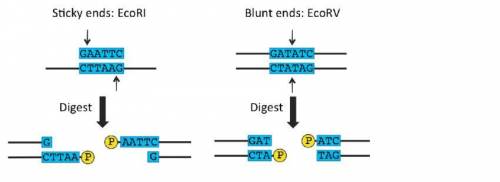 Some restriction endonucleases are capable of producing blunt ends; others can generate sticky end