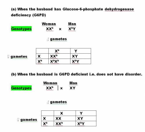 Glucose-6-phosphate dehydrogenase deficiency (G6PD) is inherited as an X-linked recessive allele in
