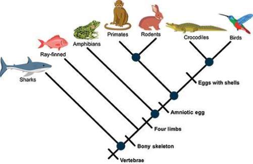 Will give !  according to the cladogram shown, which two animal species shared the most
