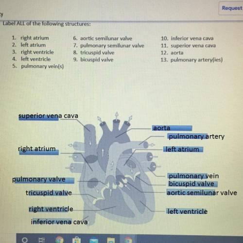 Label ALL of the following structures: 1. right atrium 2. left atrium 3. right ventricle 4. left ven
