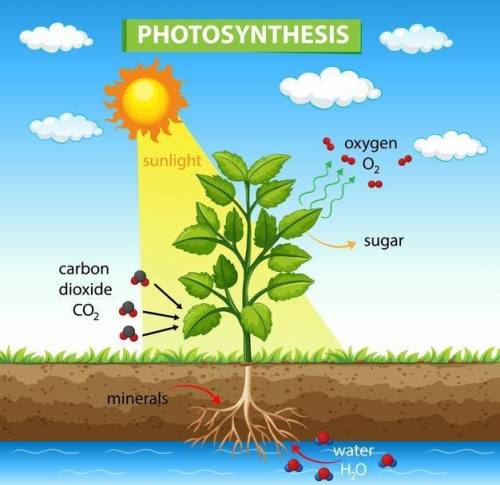 How does water role in photosynthesis explain increased biological productivity in area of heavy pre