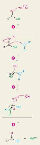 Esters can be synthesized by an acid-catalyzed nucleophilic acyl substitution between an alcohol and