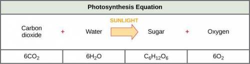 Glucose +  → Carbon Dioxide + Water + Energy Sunlight Sugar Oxygen Carbon