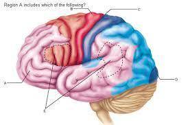 The cortical regions indicated by e are involved in what functions?