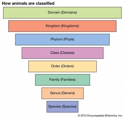 Drag the missing word into place When classifying living things, is the largest division. domain cla