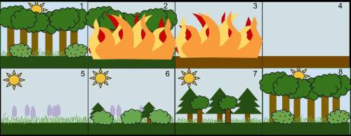 What would be a correct sequence for the events of secondary succession?  First is 1  and last is 5.