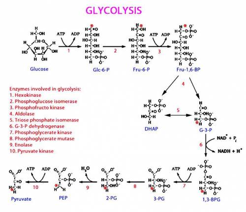 You are carrying out an experiment in the lab to study the glycolysis pathway. To do this, a liver e