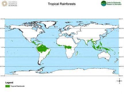 Explain the climate of the tropical rainforest using the words hot heavy humid daily sun and rainfal
