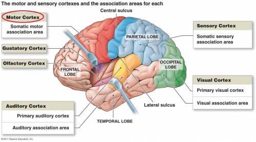 HELP PLZ Which sensory regions of the brain are closest together? Which are furthest apart?