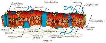 Which of the following molecules is the main component of a plasma membrane?