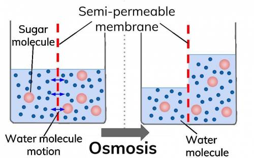 Which is true regarding diffusion and osmosis?  osmosis is specific to molecule movement and does no