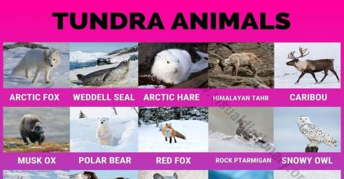 Describe animal interactions that affect populations in the tundra ecosystem