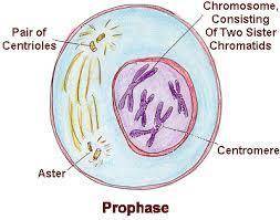 Which phase of cell division is shown? A.) anaphase B.) prophase C.) telophase D.) metaphase
