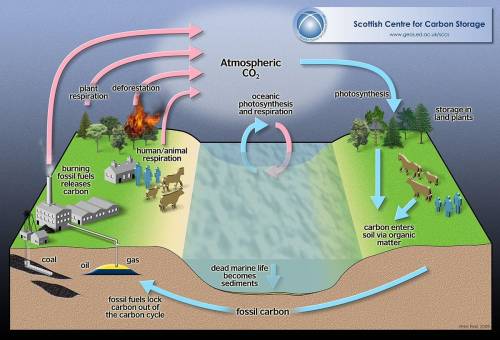Carbon cycles through the biosphere in all of the following processes EXCEPT: A. photosynthesis B. d