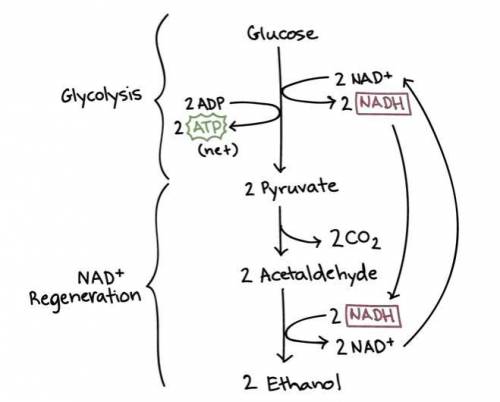 In yeast, ethanol is produced from glucose under anaerobic conditions. A cell‑free yeast extract is