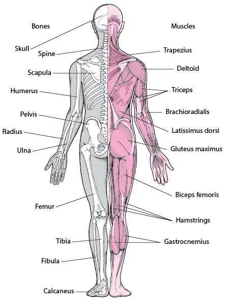 9. Which of the following human body systems work together for support, protection, and movement? A.