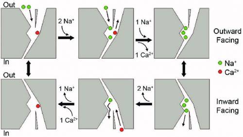 The Na⁺/Ca²⁺ exchanger, which couples the movement of Na⁺ down its electrochemical gradient with the
