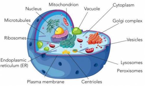 You just read an article on the Endosymbiotic Theory. Based on what you read, what is the importance