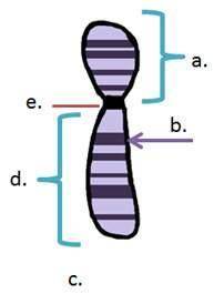 Which best describes the function of the part labeled b? carries all the genetic information of the