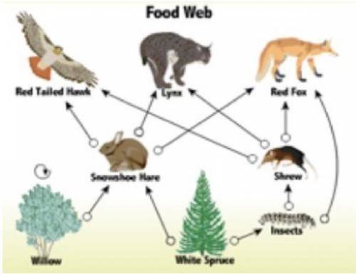 Look at the diagram of the food web. A decrease in the number of willow trees will MOST LIKELY affec