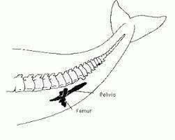 In humans, the pelvis and femur, or thigh bone, are involved in walking. In whales, the pelvis and f