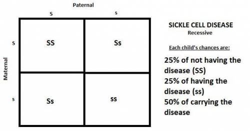 In people sickle cell disease is expressed codominantly. When an individual is heterozygous they hav