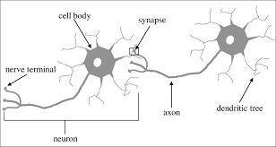 What is The gap between two neurons is called