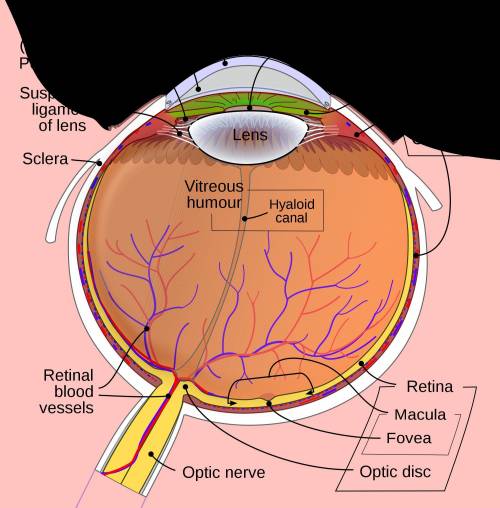 Draw and label the parts of the eye. State the function of any five parts of the eye.