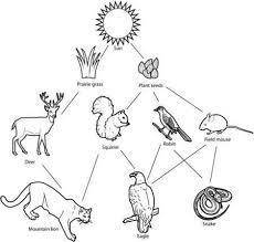A food web diagram is provided. Based on the diagram, which three consumers all get their energy dir
