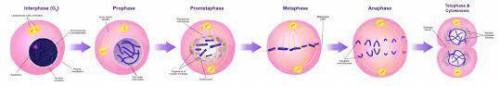 During mitosis, the original cell produces two daughter cells. How many daughter cells will be produ